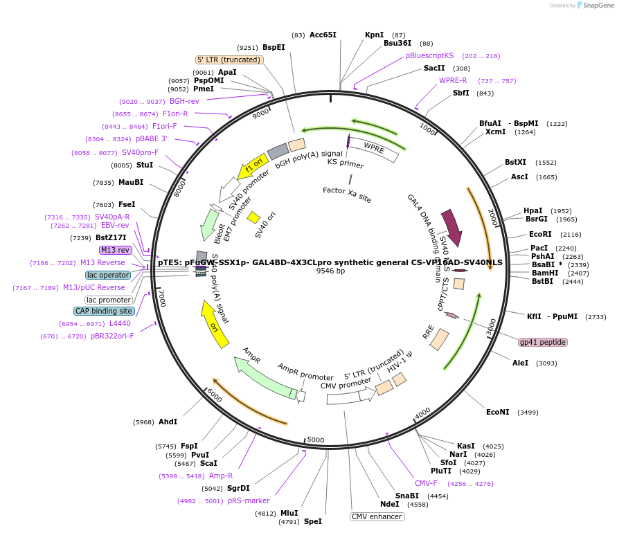 240460-plasmid-map-sequence-id-478411