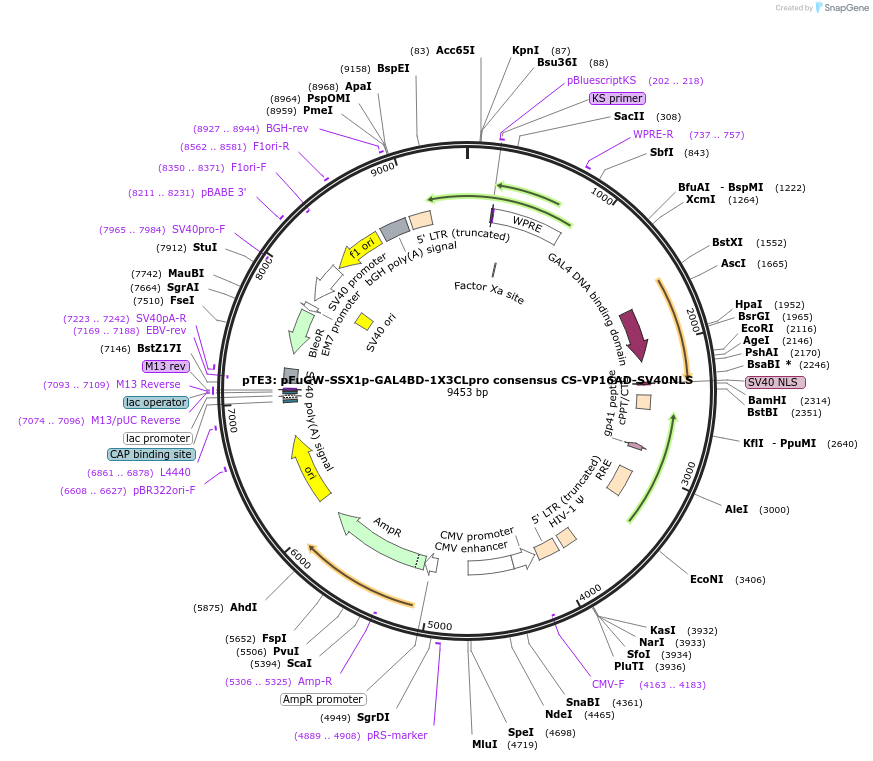 240456-plasmid-map-sequence-id-478413