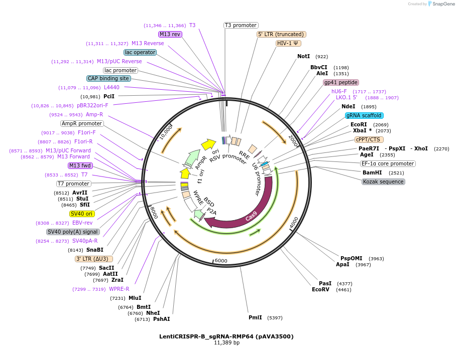 239237-plasmid-map-sequence-id-478415
