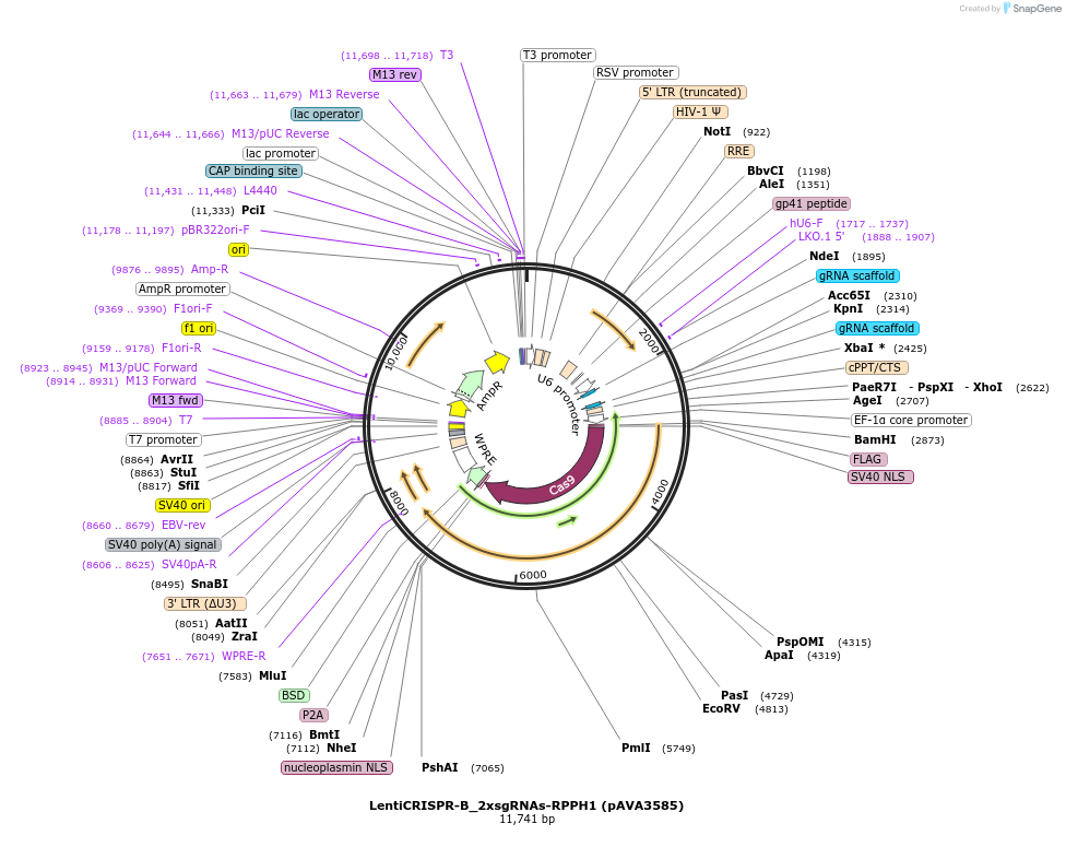 239262-plasmid-map-sequence-id-478419