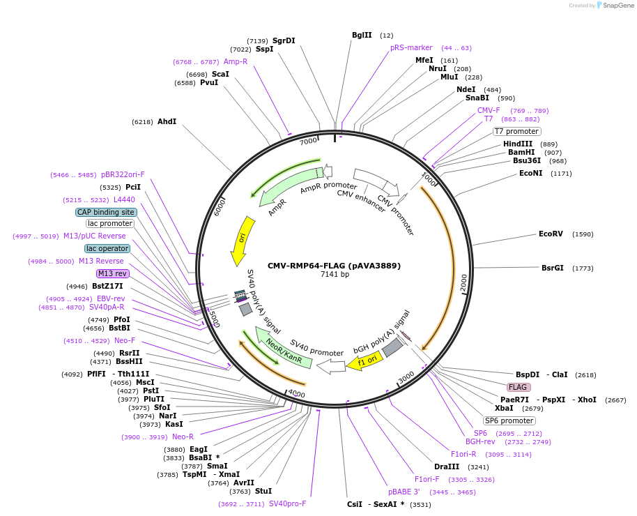 239232-plasmid-map-sequence-id-478423