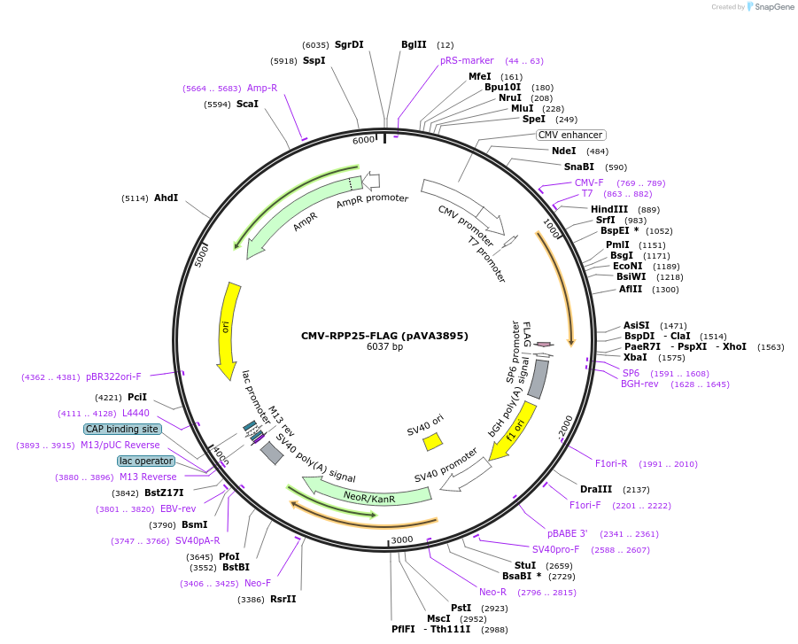 239236-plasmid-map-sequence-id-478424