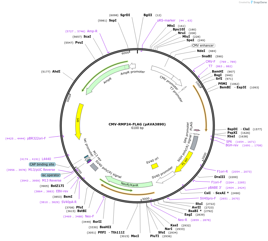 239234-plasmid-map-sequence-id-478425