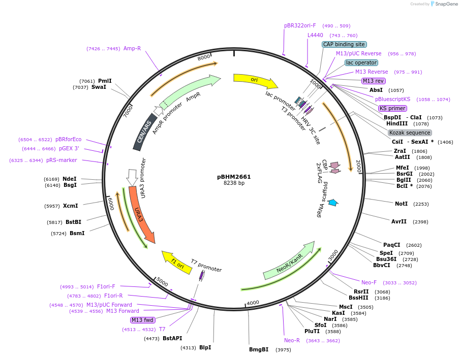 234500-plasmid-map-sequence-id-478426