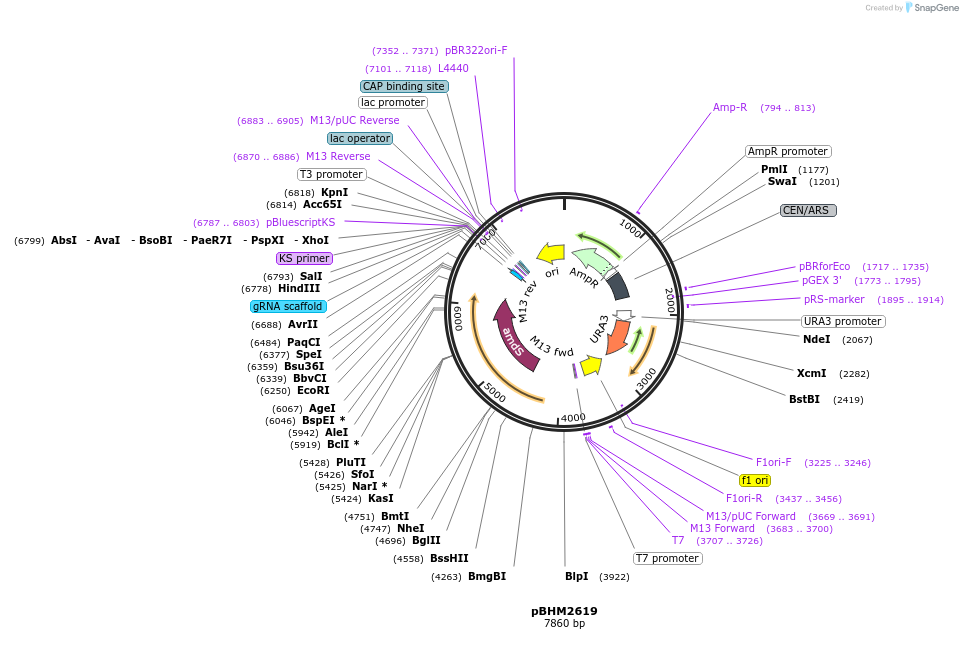 234498-plasmid-map-sequence-id-478428