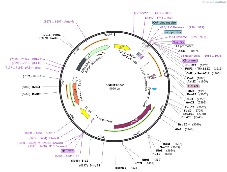 234501-plasmid-map-sequence-id-478429
