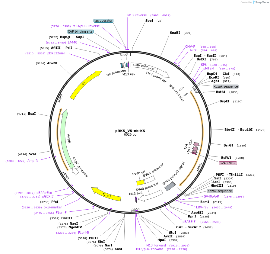238266-plasmid-map-sequence-id-478431