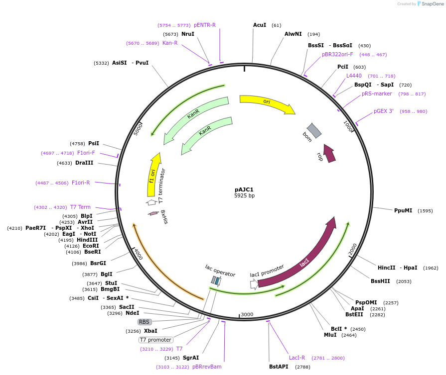 240164-plasmid-map-sequence-id-478436