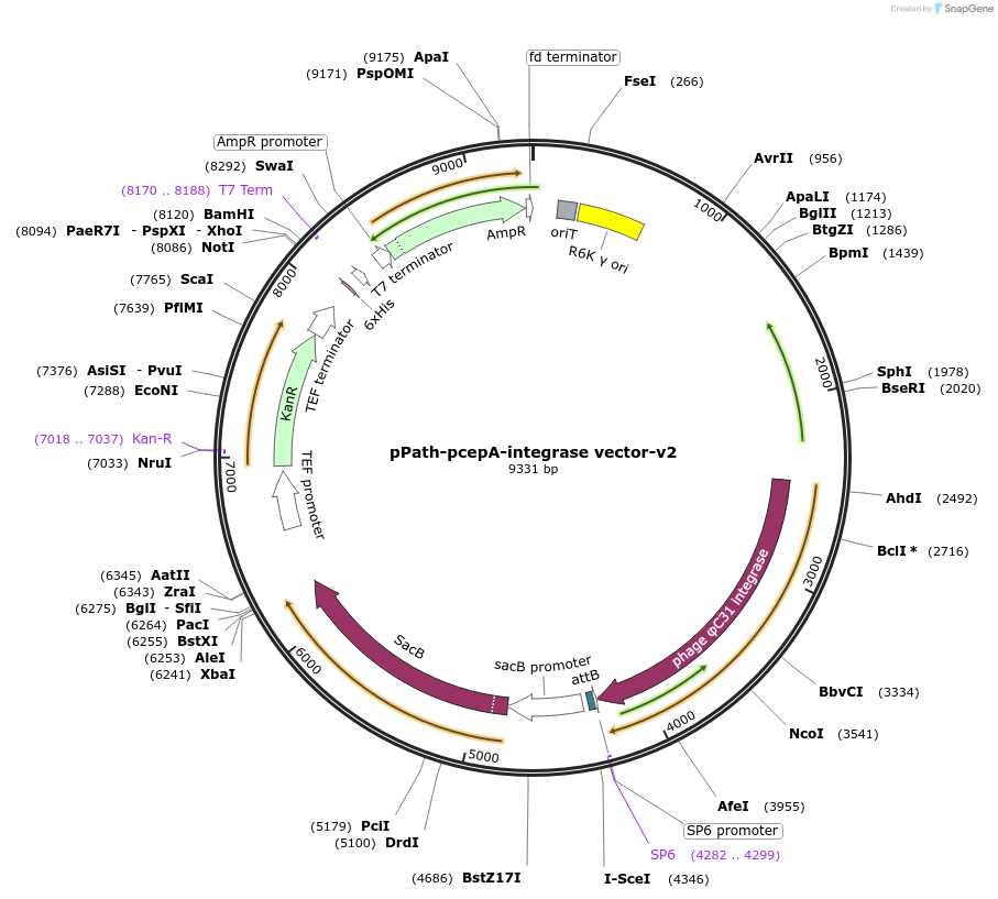 238495-plasmid-map-sequence-id-478439