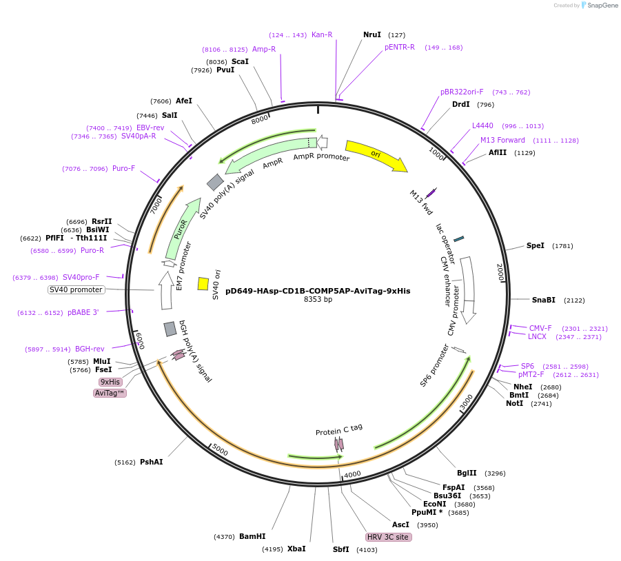 157404-plasmid-map-sequence-id-478441