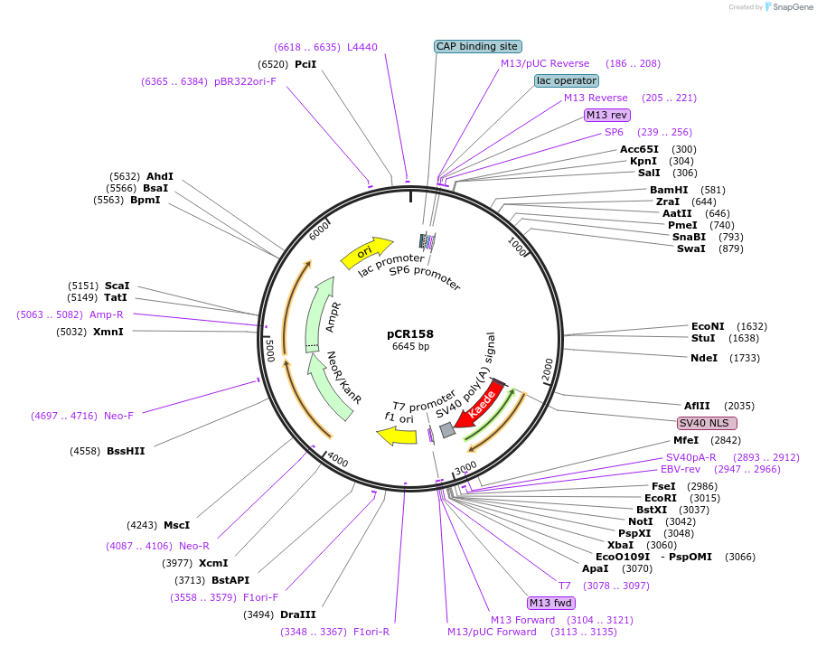 240639-plasmid-map-sequence-id-478443