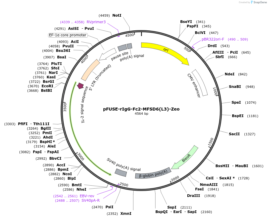 239948-plasmid-map-sequence-id-478446