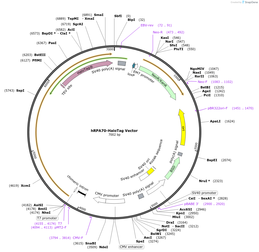 238652-plasmid-map-sequence-id-478449