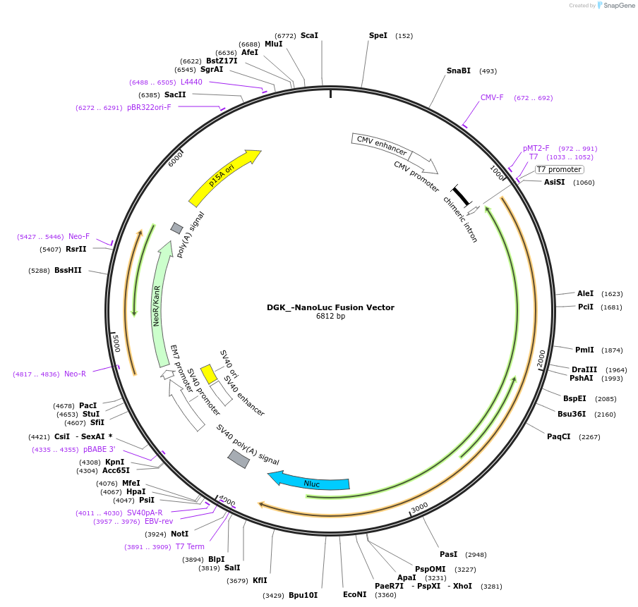 238848-plasmid-map-sequence-id-478450