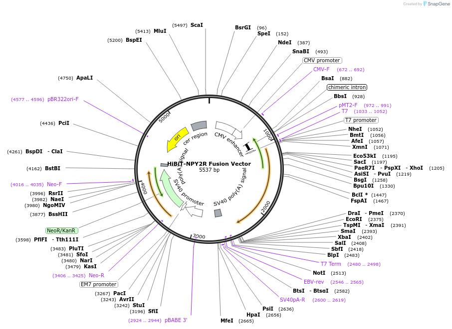 238560-plasmid-map-sequence-id-478451