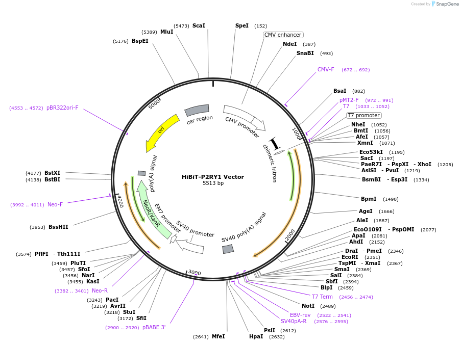 238562-plasmid-map-sequence-id-478452