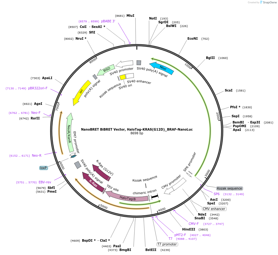 238563-plasmid-map-sequence-id-478453