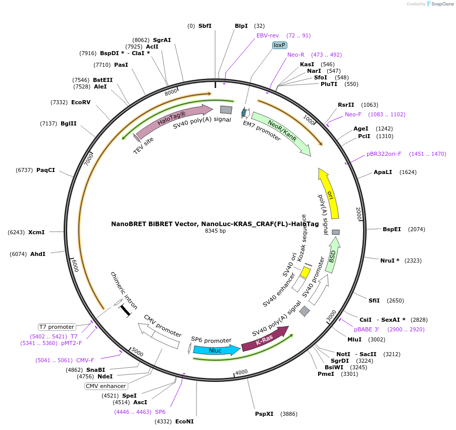 238564-plasmid-map-sequence-id-478454