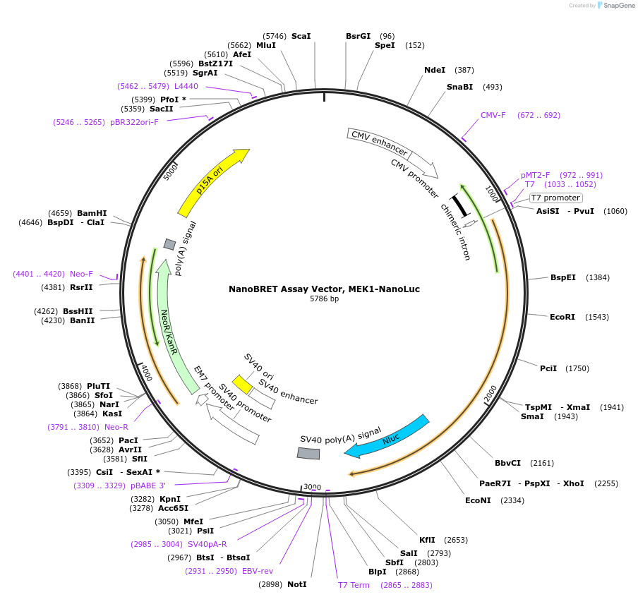 238577-plasmid-map-sequence-id-478459