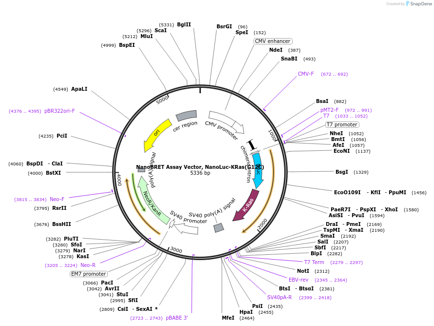 238582-plasmid-map-sequence-id-478460
