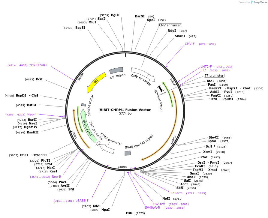 238583-plasmid-map-sequence-id-478461