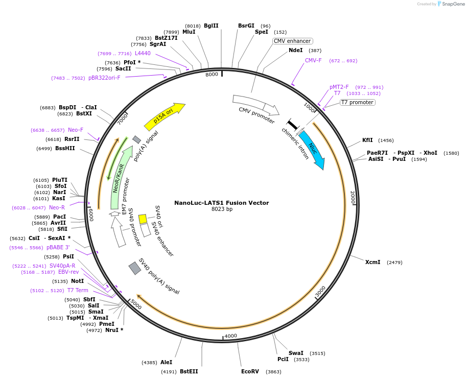238846-plasmid-map-sequence-id-478462