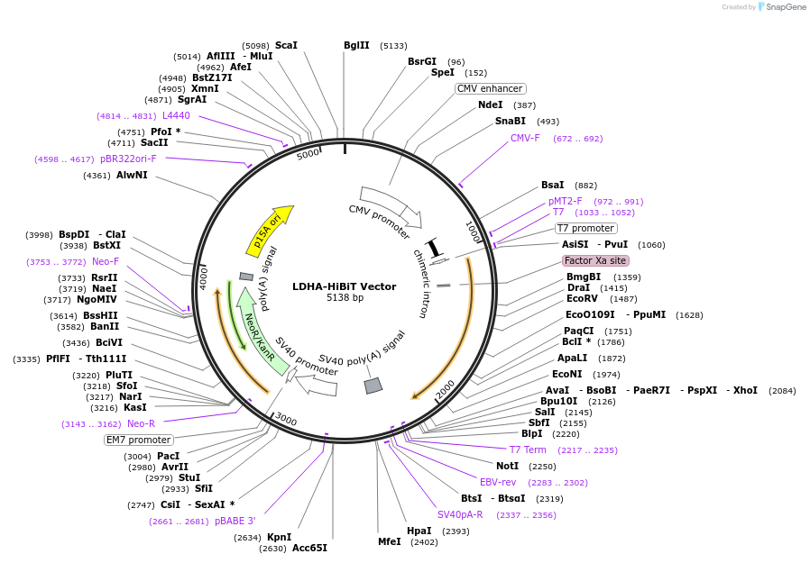 238587-plasmid-map-sequence-id-478465