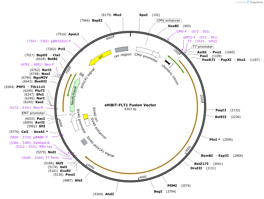 238589-plasmid-map-sequence-id-478467
