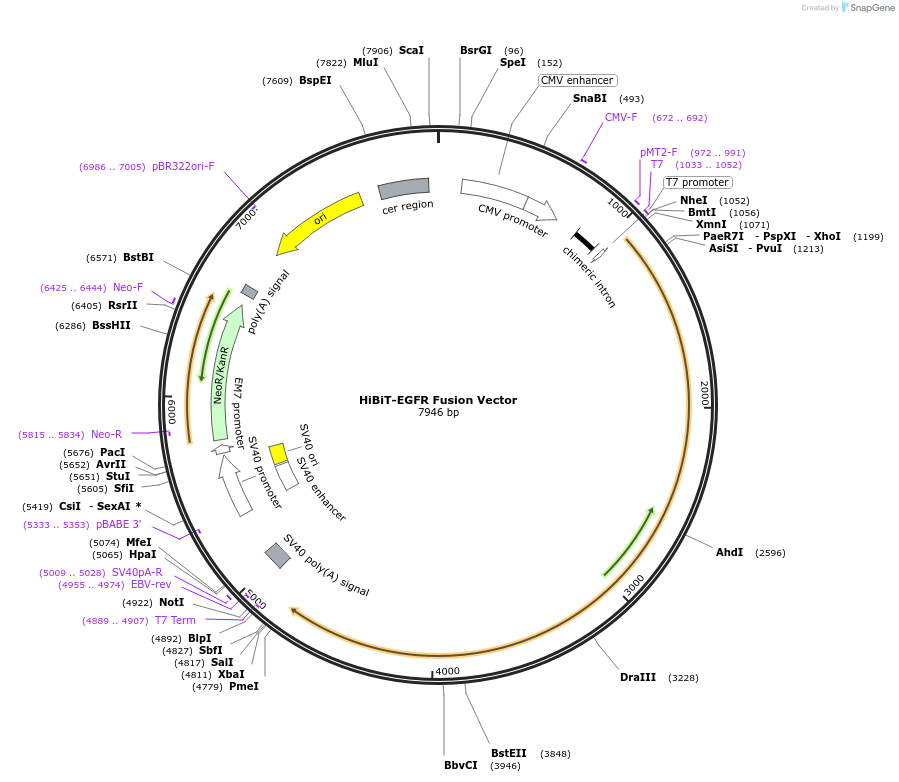 238591-plasmid-map-sequence-id-478469