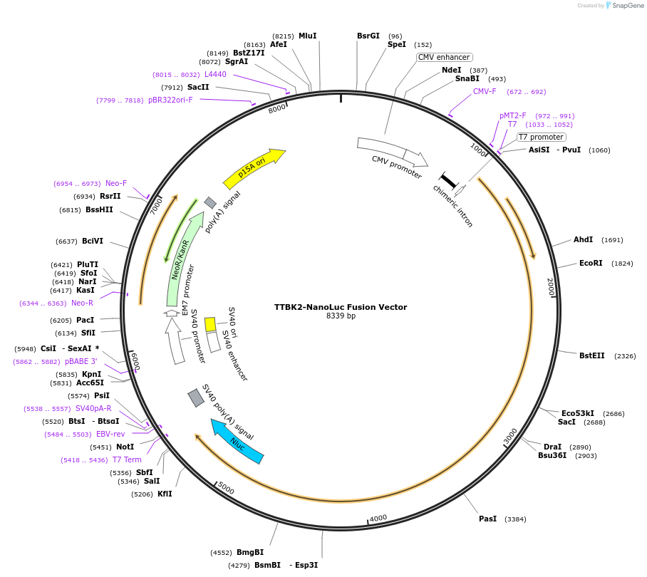 238852-plasmid-map-sequence-id-478470