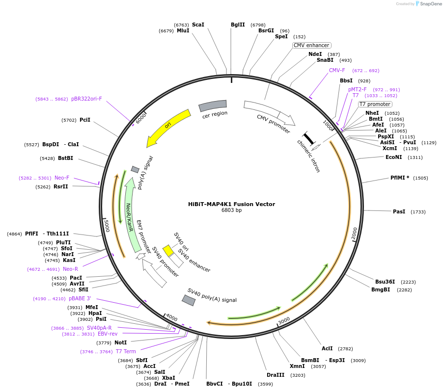 238593-plasmid-map-sequence-id-478471