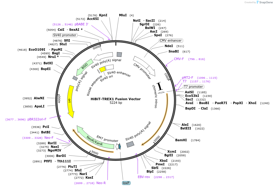 238594-plasmid-map-sequence-id-478472