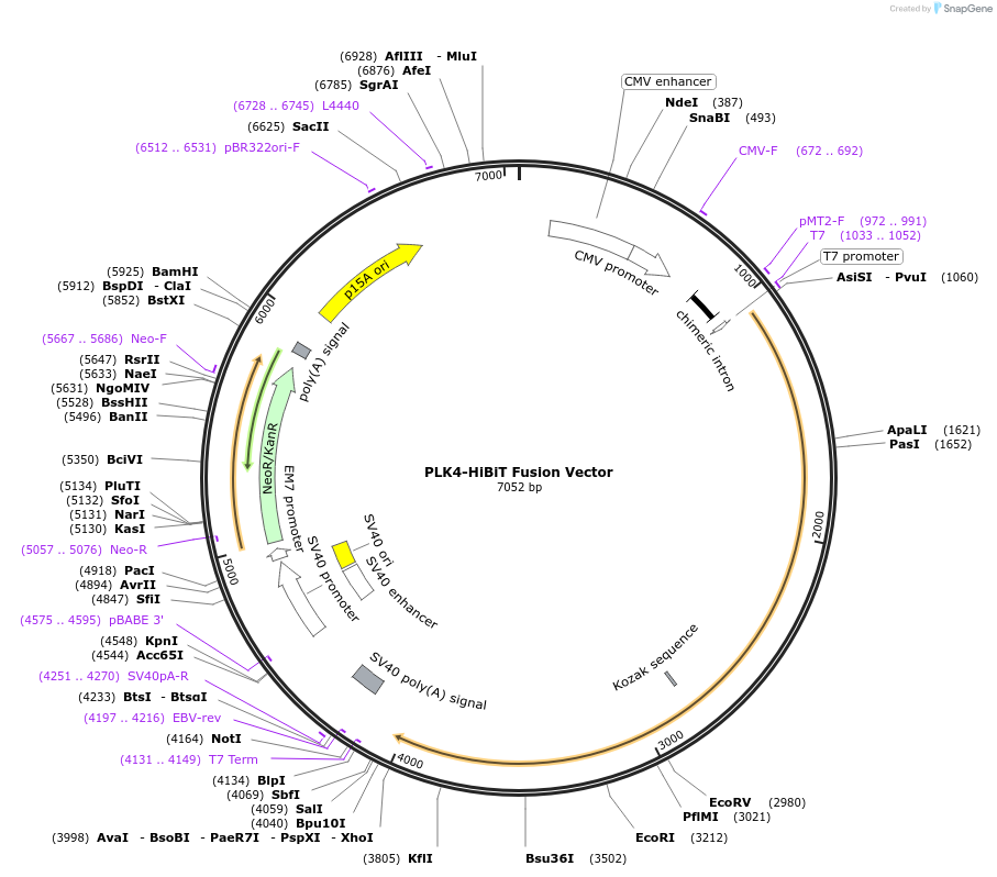 238596-plasmid-map-sequence-id-478473