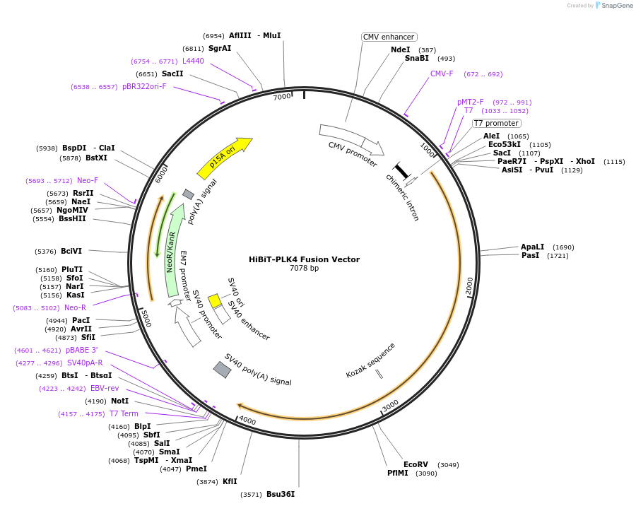 238597-plasmid-map-sequence-id-478474