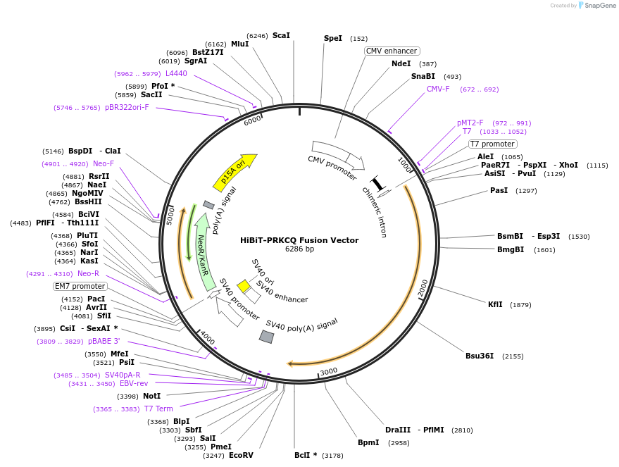 238598-plasmid-map-sequence-id-478475