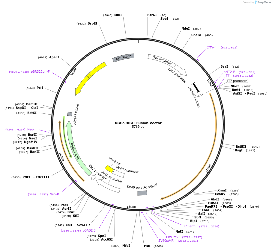 238605-plasmid-map-sequence-id-478476