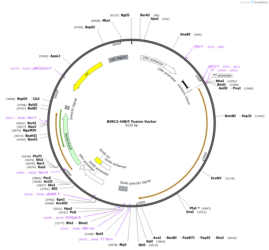 238607-plasmid-map-sequence-id-478478