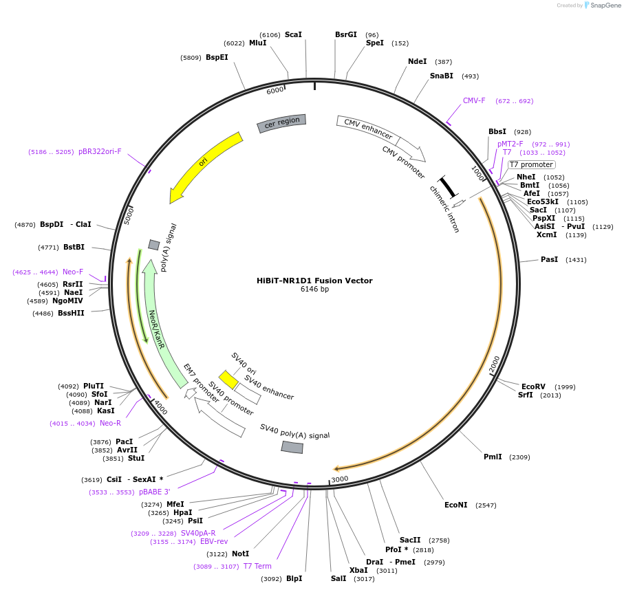 238609-plasmid-map-sequence-id-478479