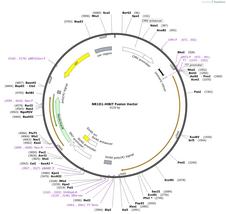 238610-plasmid-map-sequence-id-478480
