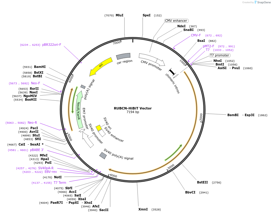 238613-plasmid-map-sequence-id-478481