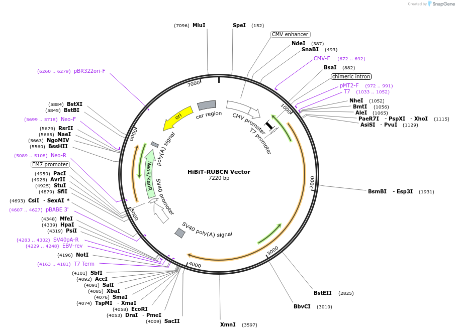 238614-plasmid-map-sequence-id-478482