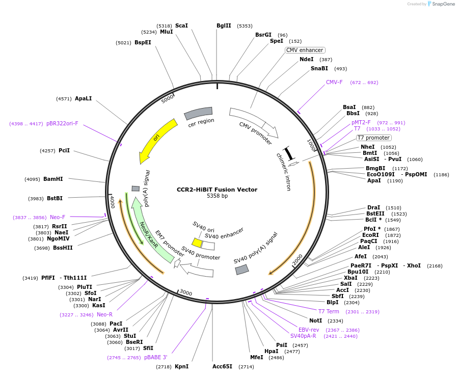 238615-plasmid-map-sequence-id-478483