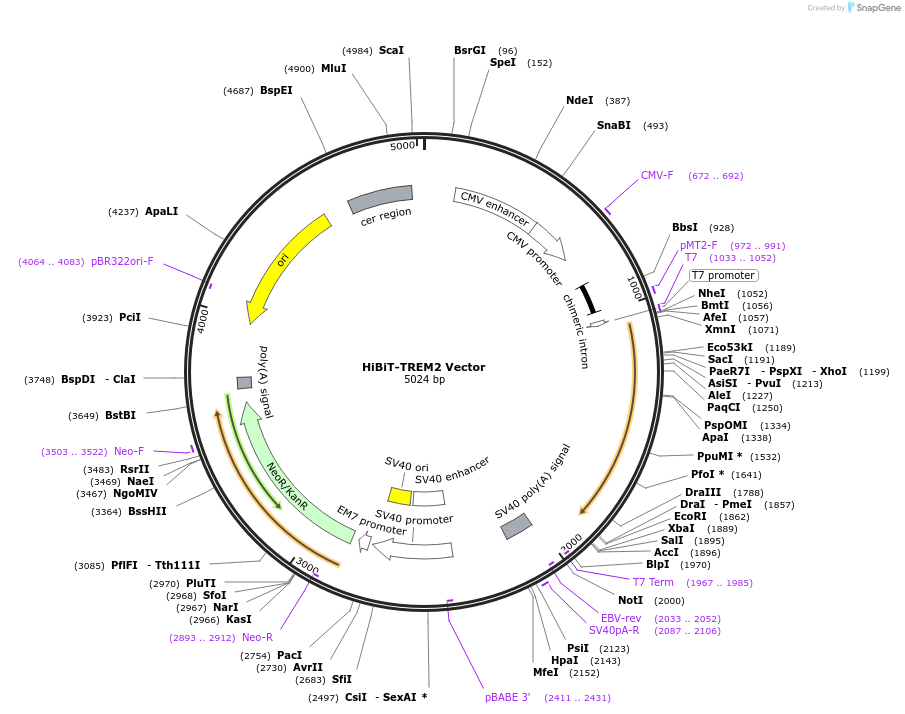 238617-plasmid-map-sequence-id-478484