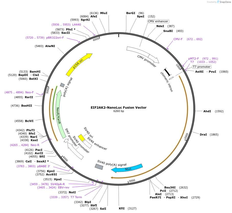 238850-plasmid-map-sequence-id-478485