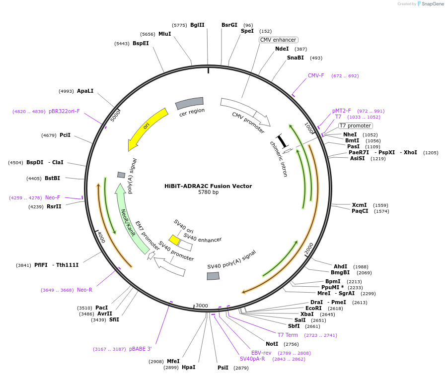 238621-plasmid-map-sequence-id-478486