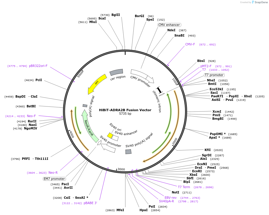 238622-plasmid-map-sequence-id-478487