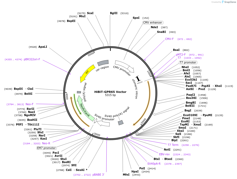 238624-plasmid-map-sequence-id-478488