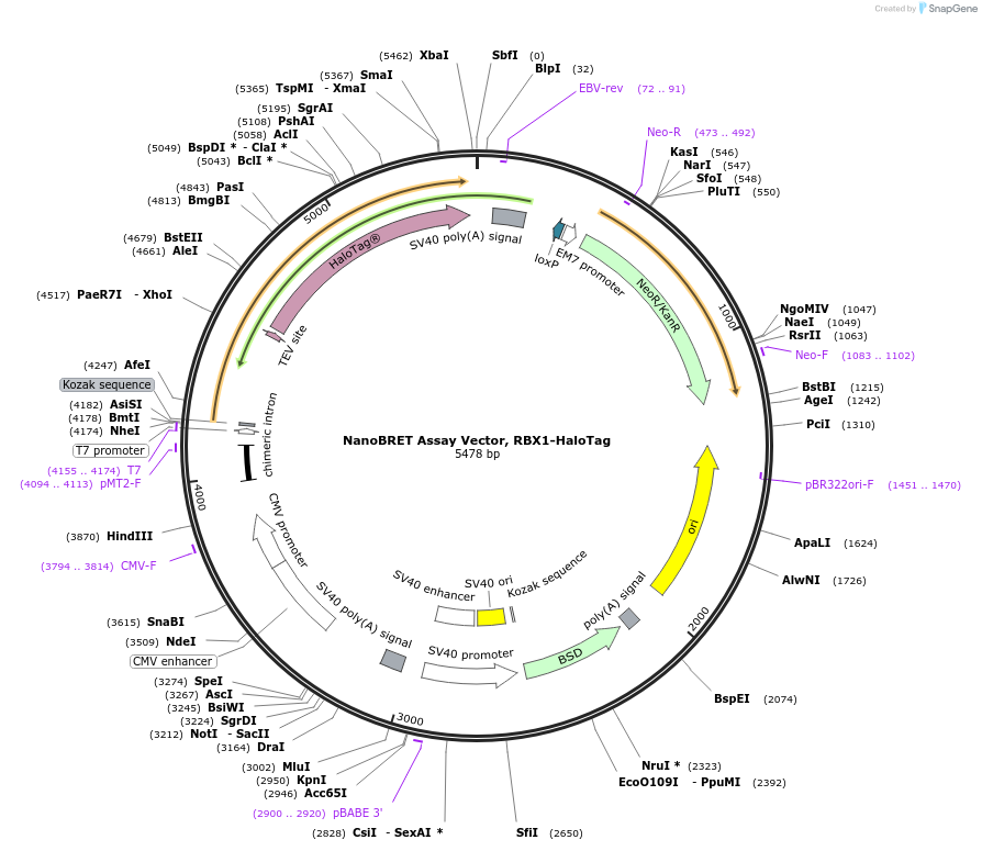 238650-plasmid-map-sequence-id-478489