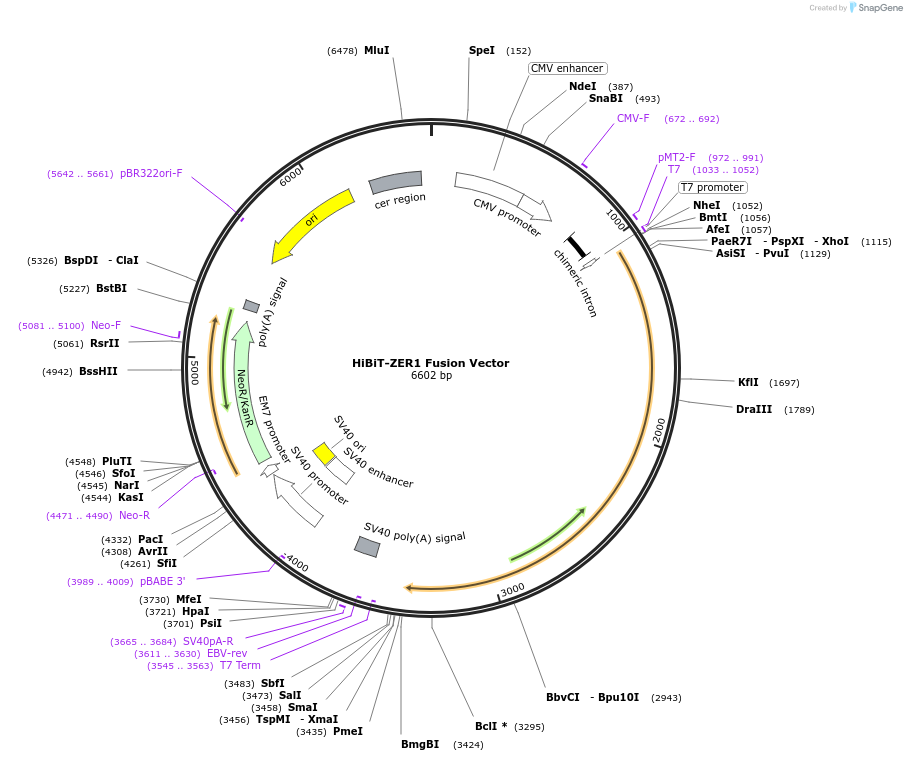238629-plasmid-map-sequence-id-478490