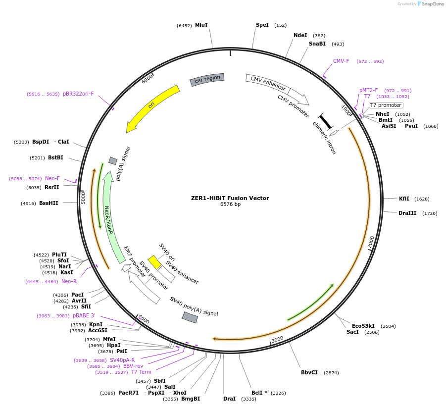 238630-plasmid-map-sequence-id-478491
